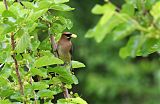 Cedar Waxwingborder=